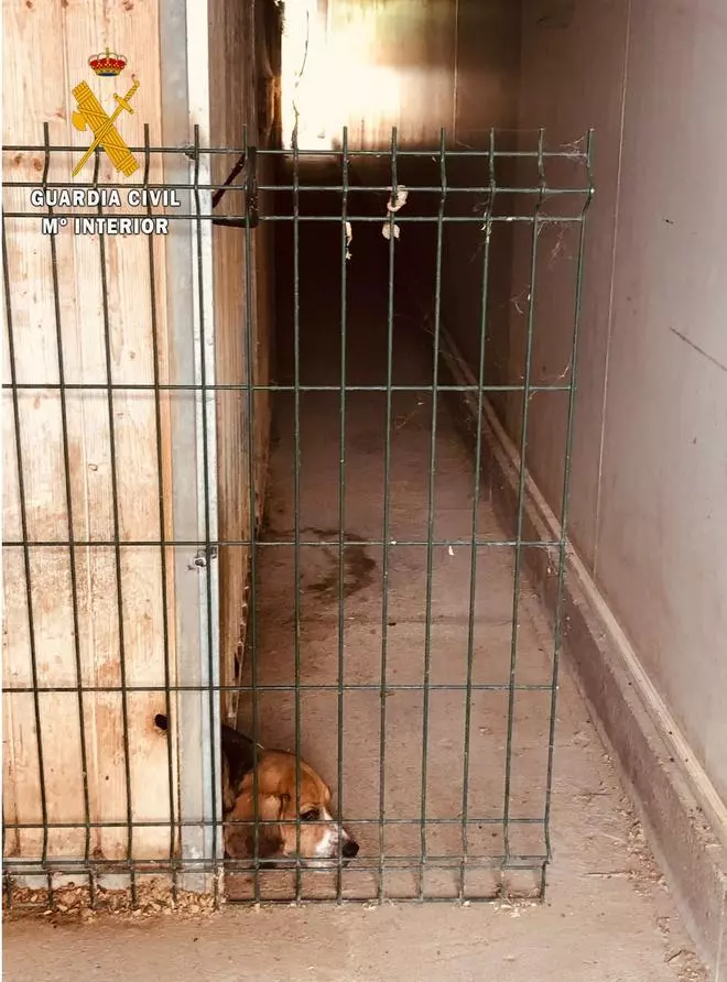 Clausuren dos punts il·legals de cria de gossos a Vilopriu i Sant Jordi
