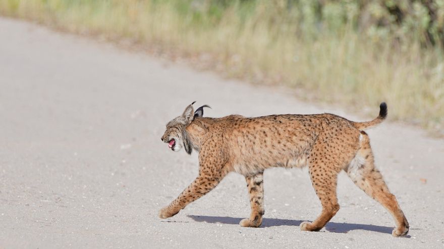 Investigadores estudian reintroducir 50 linces ibéricos en la Serra d&#039;Espadà