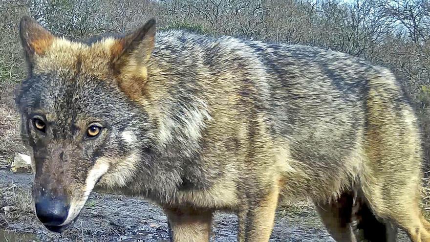 Ejemplar de lobo ibérico.