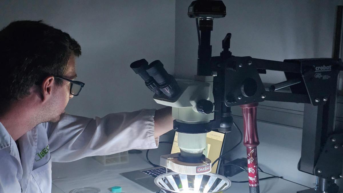 Desenvolupen fàrmacs activats per llum que restauren la visió en ratolins cecs