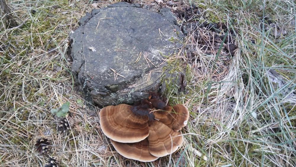 Ja arriba el temps de bolets, aquí en tenim un de soca força gros i d’un color molt bonic.