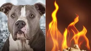 Un perro enciende una vitrocerámica y quema la casa | VÍDEO