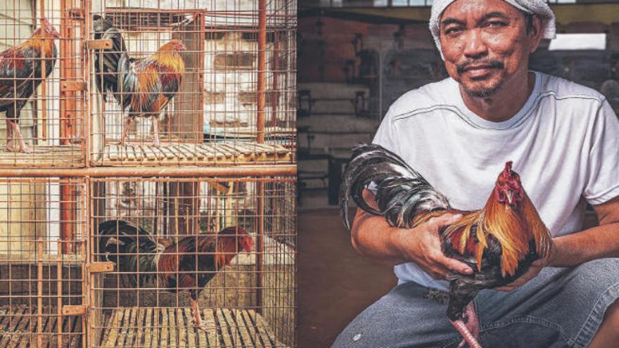 Calixto Gudito, 51 años y de etnia visayas de la isla de Bohol, tiene como único trabajo criar gallos de pelea. Lo más importante en su vida es ganar peleas, porque eso es lo que da de comer a su familia.