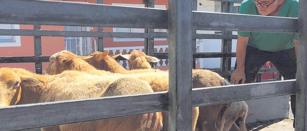 César Bravo, coordinador de los veterinarios, rescata unas ovejas.