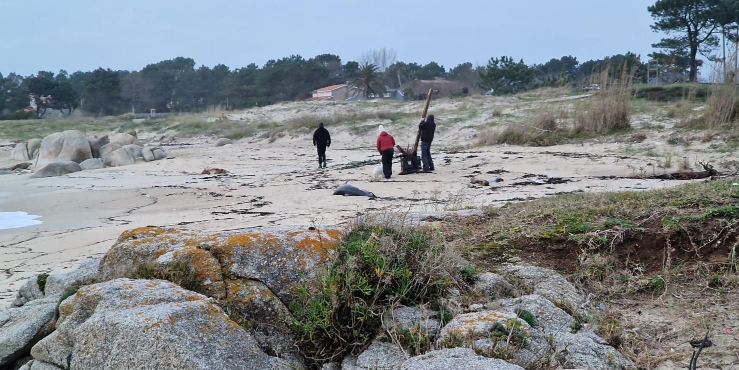 Arribada masiva de delfines muertos en las Rías Baixas