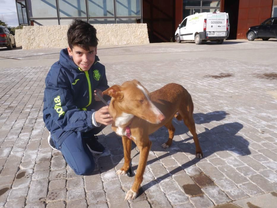 Jornada de adopción de perros en el Bioparc