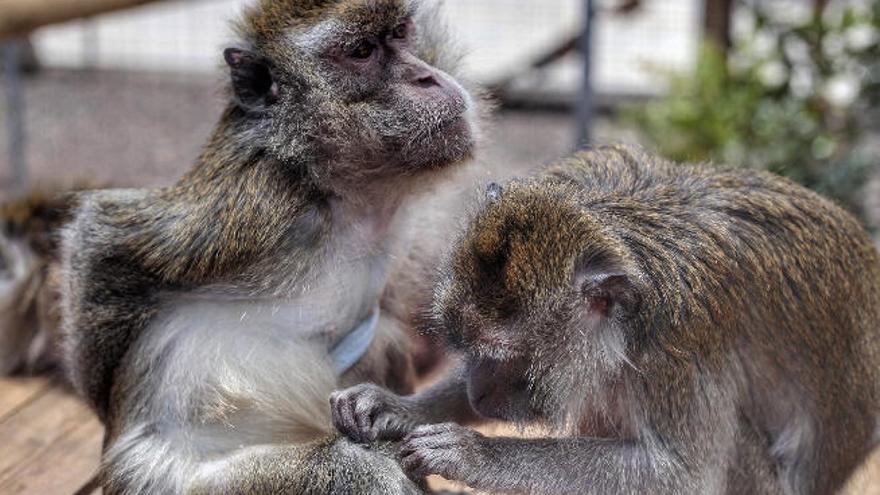 Tres de los cinco primates rescatados por la Fundación holandesa AAP que han sido acogidos por la Fundación Neotrópico, en la capital.