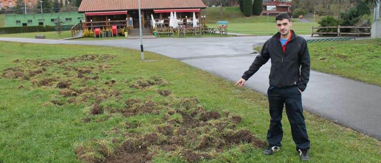 Luis Menéndez señala los daños del jabalí en el club de campo de La Fresneda.