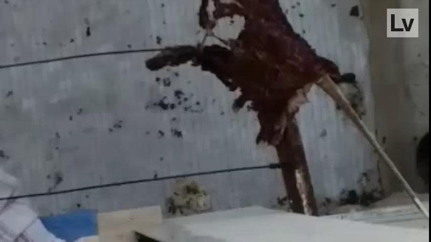 Cuelgan pieles de animales y trozos de carne en el patio de un edificio de Valencia
