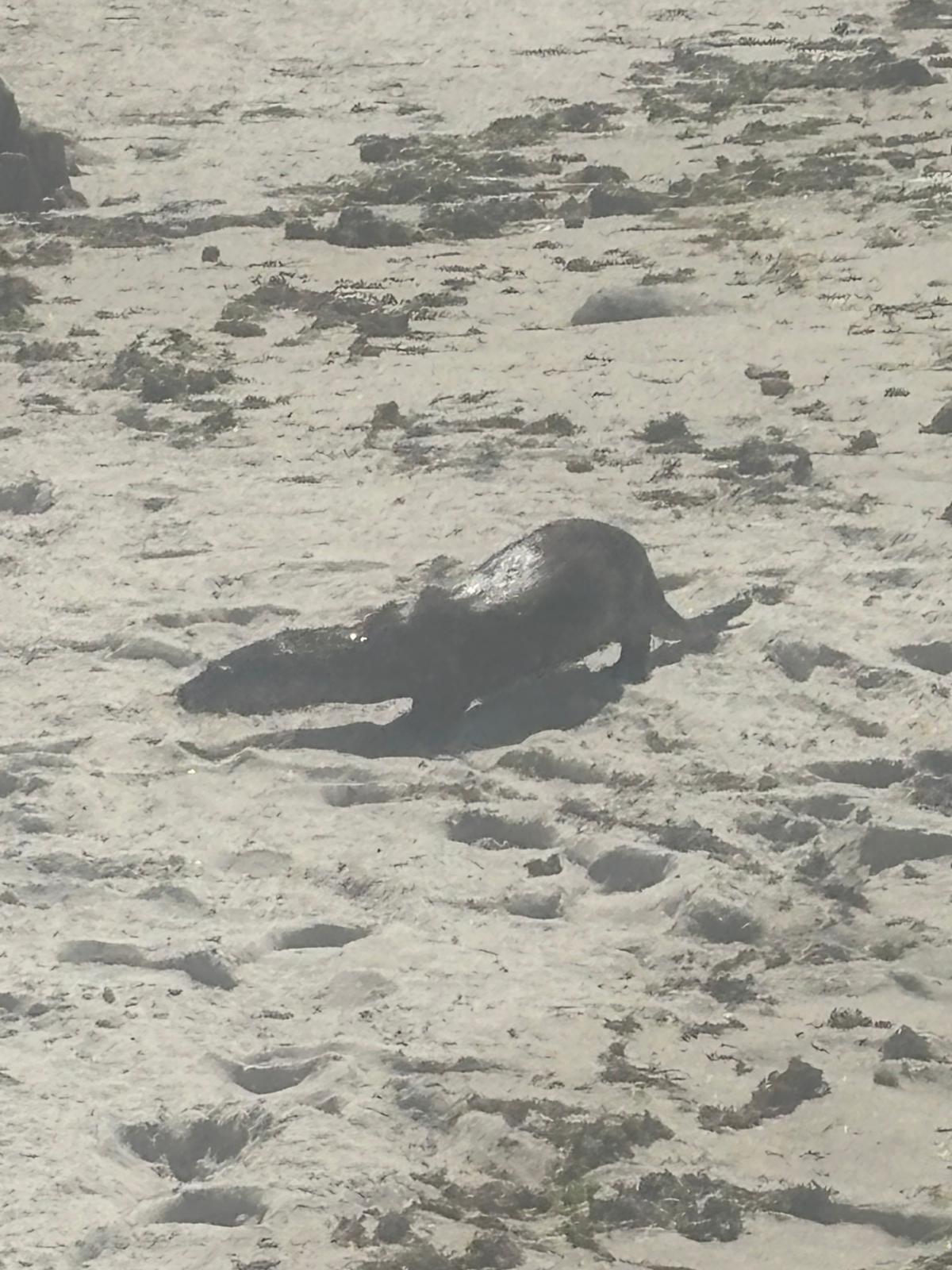 Una nutria, de bañista en las playas de Coruxo