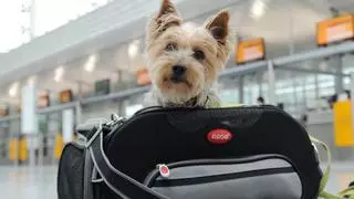 Las mascotas podrán viajar en los trenes de Avlo: estos son los que podrán hacerlo y los requisitos