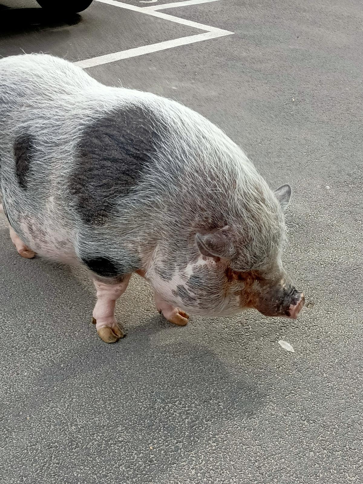 Tierischer Playa-Besucher: Das Hängebauchschwein an der Playa de Palma.