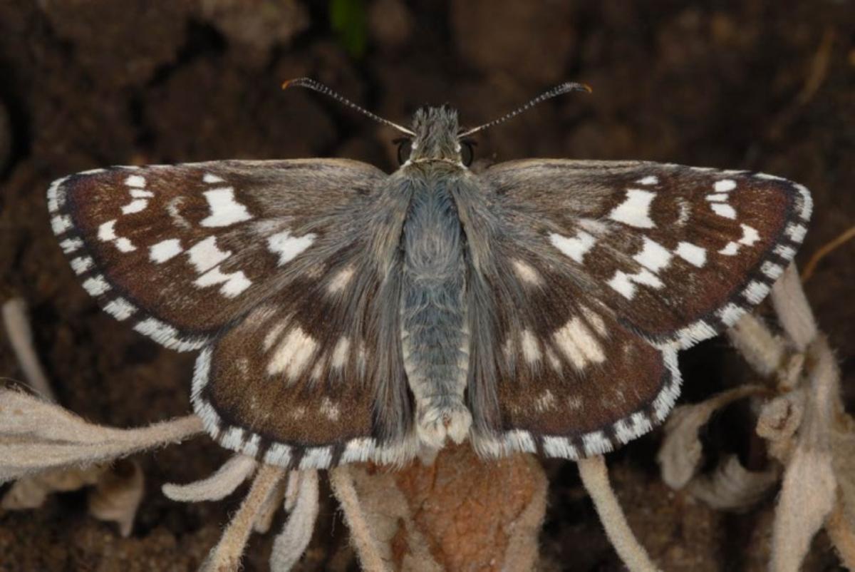 'Pyrgus cinarae', una de las especies incluidas