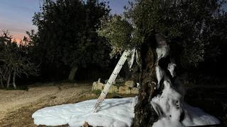 Arde un olivo afectado por una quema descontrolada en Ibiza