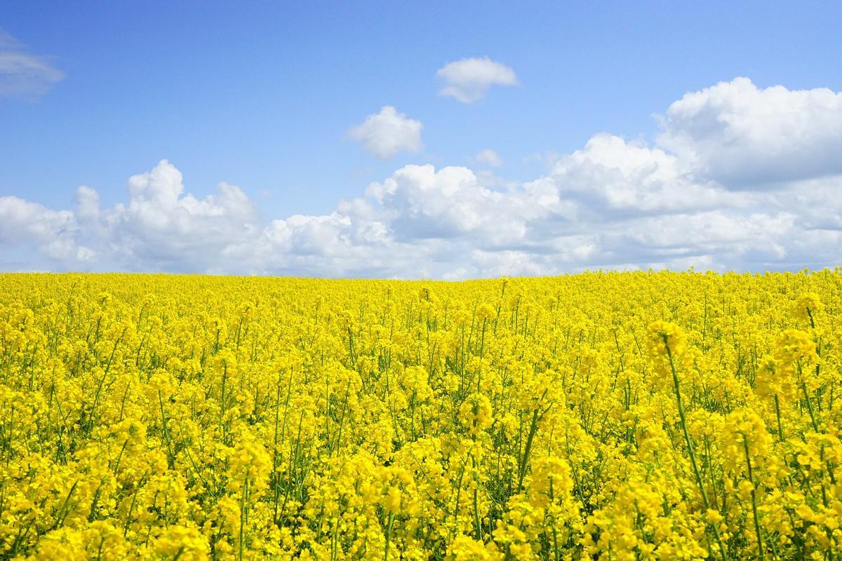 Campo de semillas de rape.