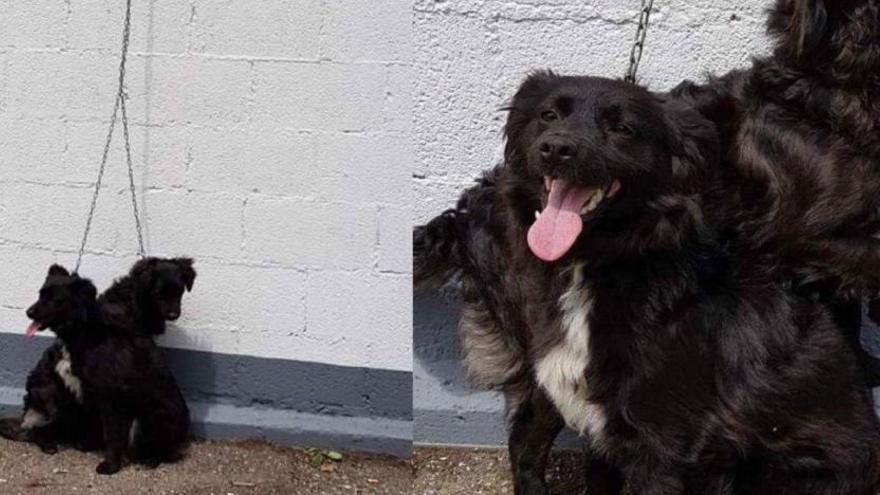 Piden ayuda para localizar a los dueños de dos perras abandonadas y atadas a la puerta del albergue de Oviedo