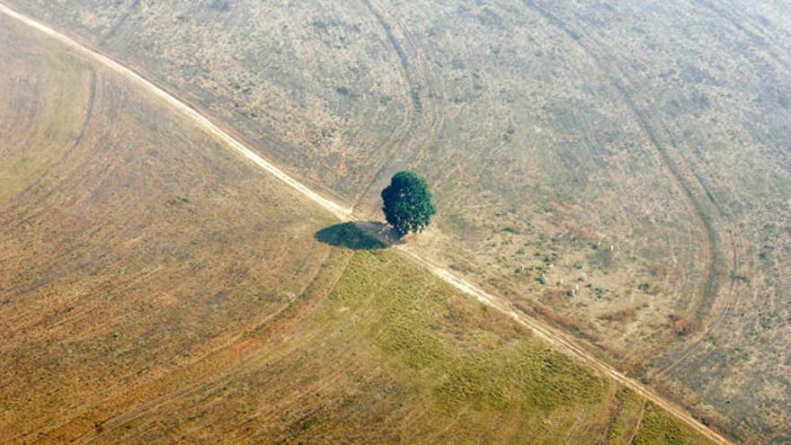 Un árbol sobrevive en un área que ocupaba la selva en Brasil // BRUNO DOMINGOS