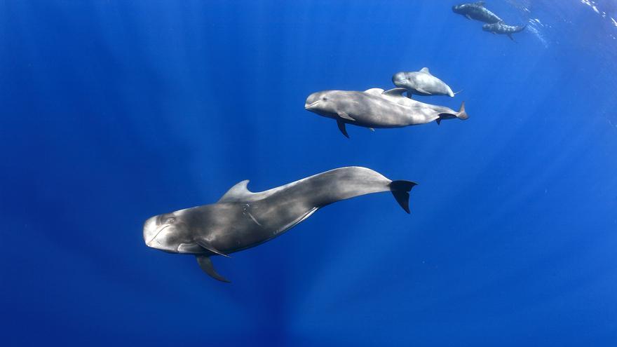 Observació de balenes: per què Tenerife és el millor lloc per fer aquesta activitat?