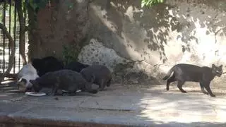 Gatos de la Noria de la Abolafia; los guardianes del Patrimonio y embajadores de la ciudad