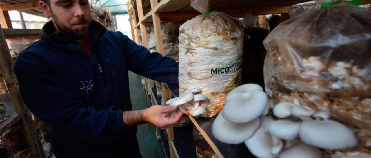 Un operario examina setas de cultivo en las instalaciones de Hifas da Terra en Pontevedra. /// Gustavo Santos