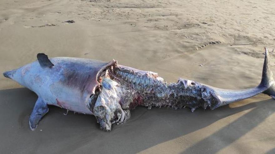 Aparece el cadáver de un delfín frente al Planetari de Castelló