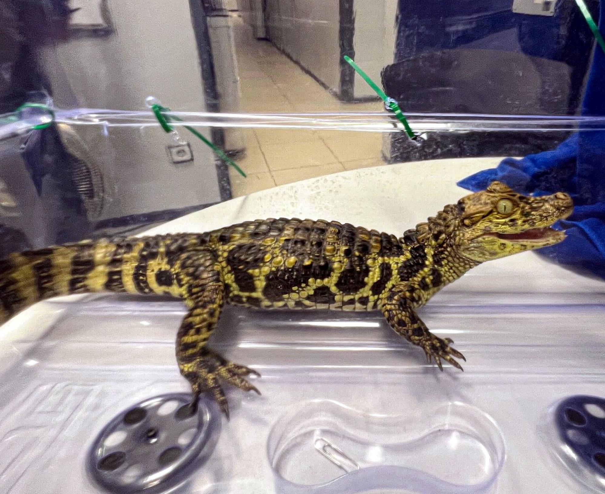 Exemplar de caiman litrostris femella decomissat en una plantació de marihuana de Tordera.