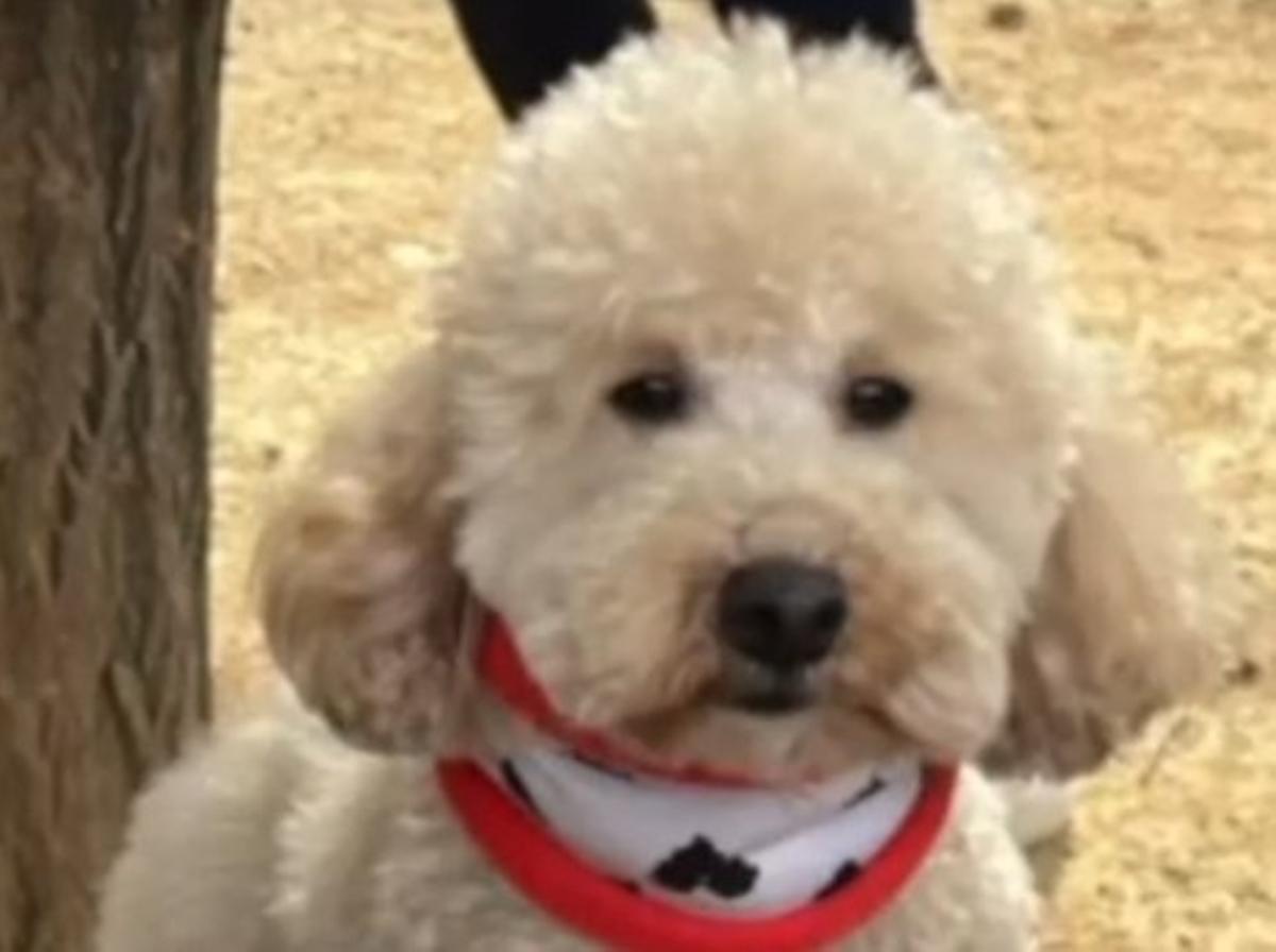 Madox, el caniche toy perdido en Vallgorguina (Vallès Oriental, Barcelona).