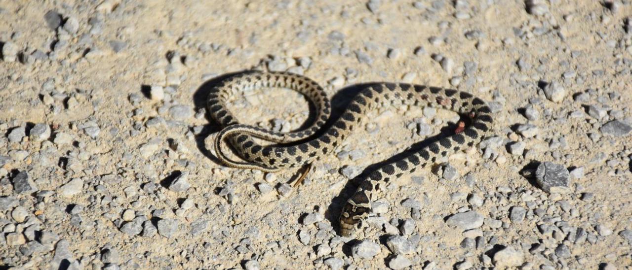 Serpiente muerta en es Broll de Buscastell | C. NAVARRO