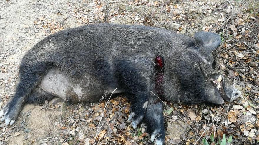 Cacen al Berguedà el que pot ser el porc senglar més gran d&#039;Espanya