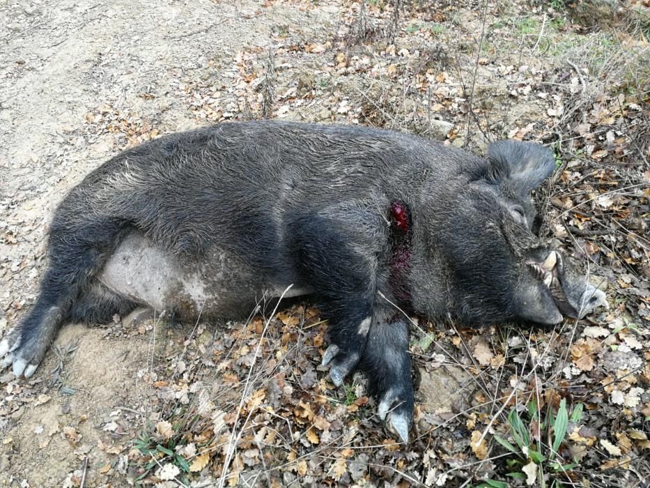 Cacen al Berguedà el que pot ser el porc senglar més gran d'Espanya