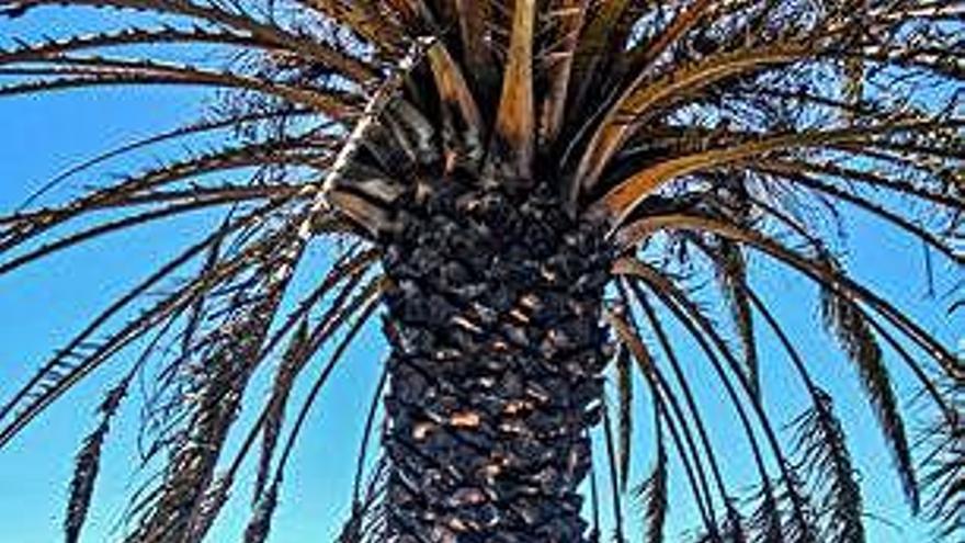 Una palmera canaria afectada por el incendio de la Cumbre.