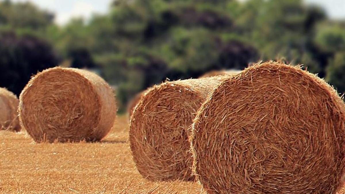 Imagen de unas alpacas de heno.