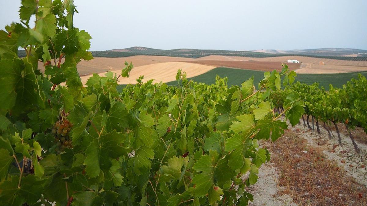 Los Consejos Reguladores del Vino impulsarán la transición ecológica