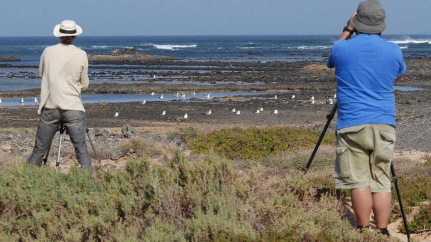 Las mejores rutas para la observación de aves en Tenerife
