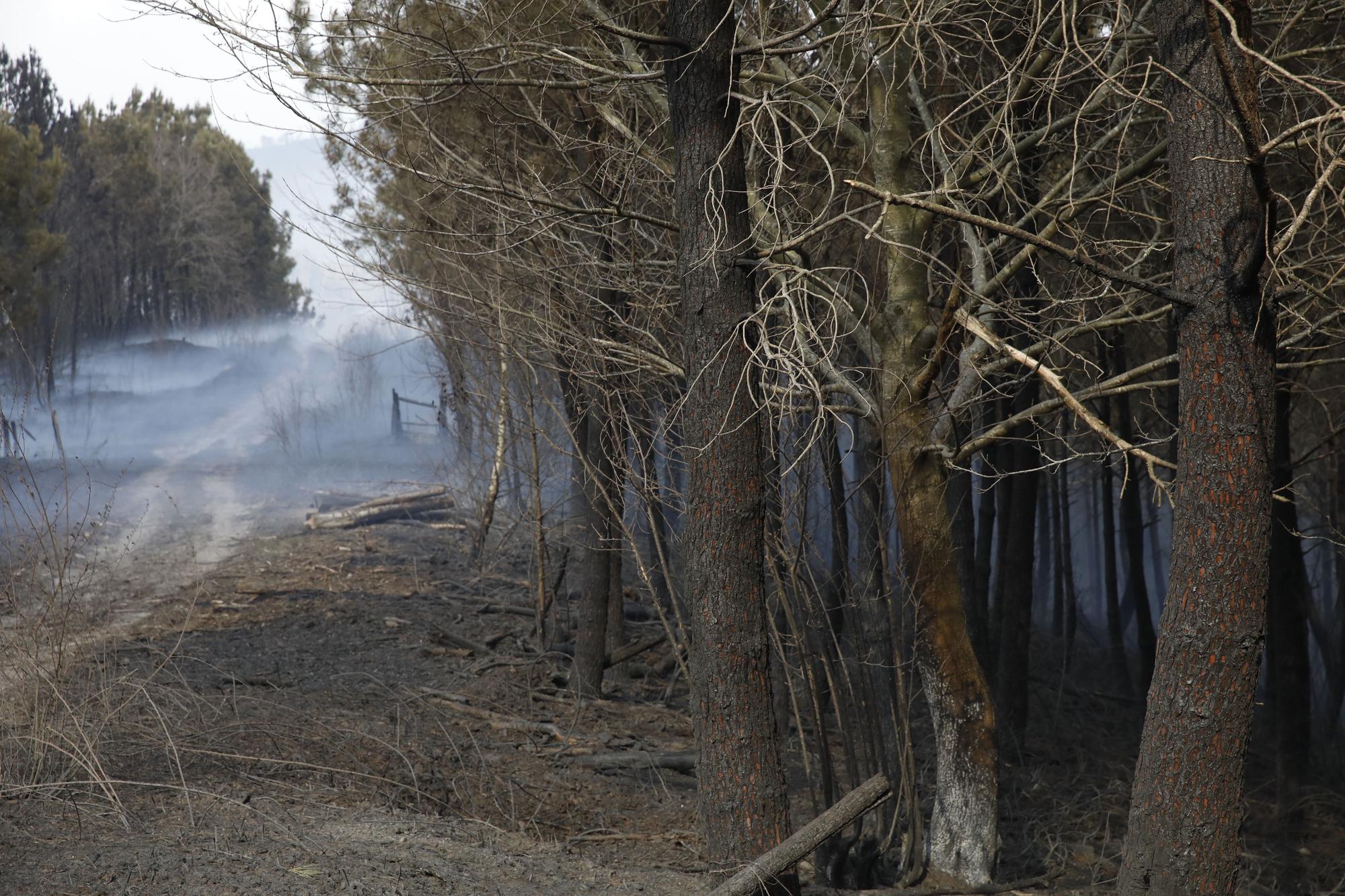 Pinares destruidos en el entorno de Navelgas.