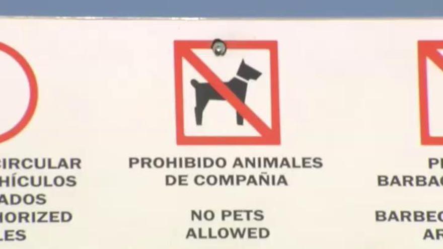 ¿Deberían poder bañarse los perros en las playas?