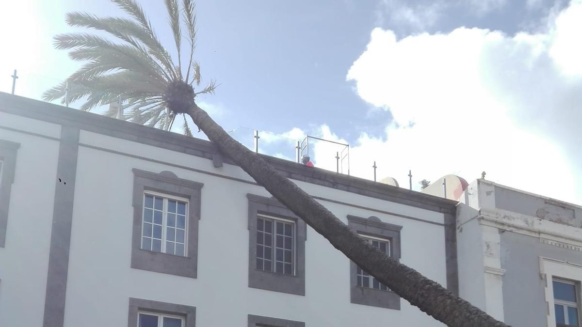 Una palmera se estrella contra un edificio en la Alameda de Colón