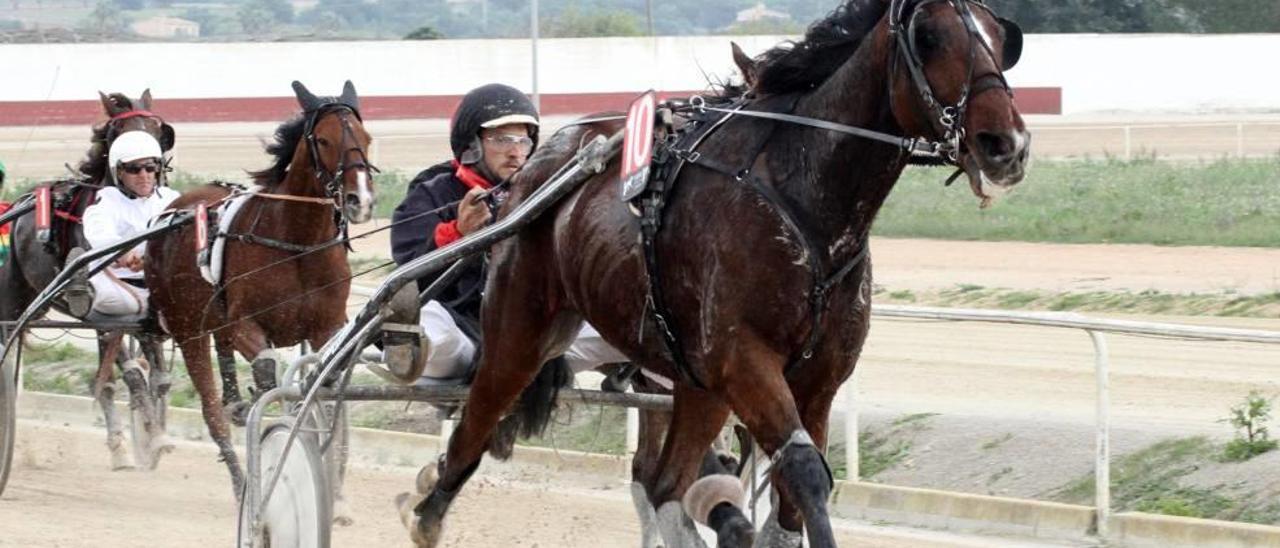 Antònia Vaquer dirigirá en la quinta carrera, la última del Europeo, al francés Univers de Bleves.