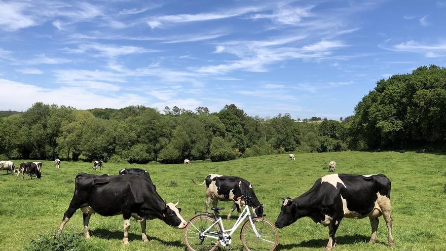 Vacas en Casa Grande de Xanceda, entre las empresas punteras y referentes del sector primario en Mesía.