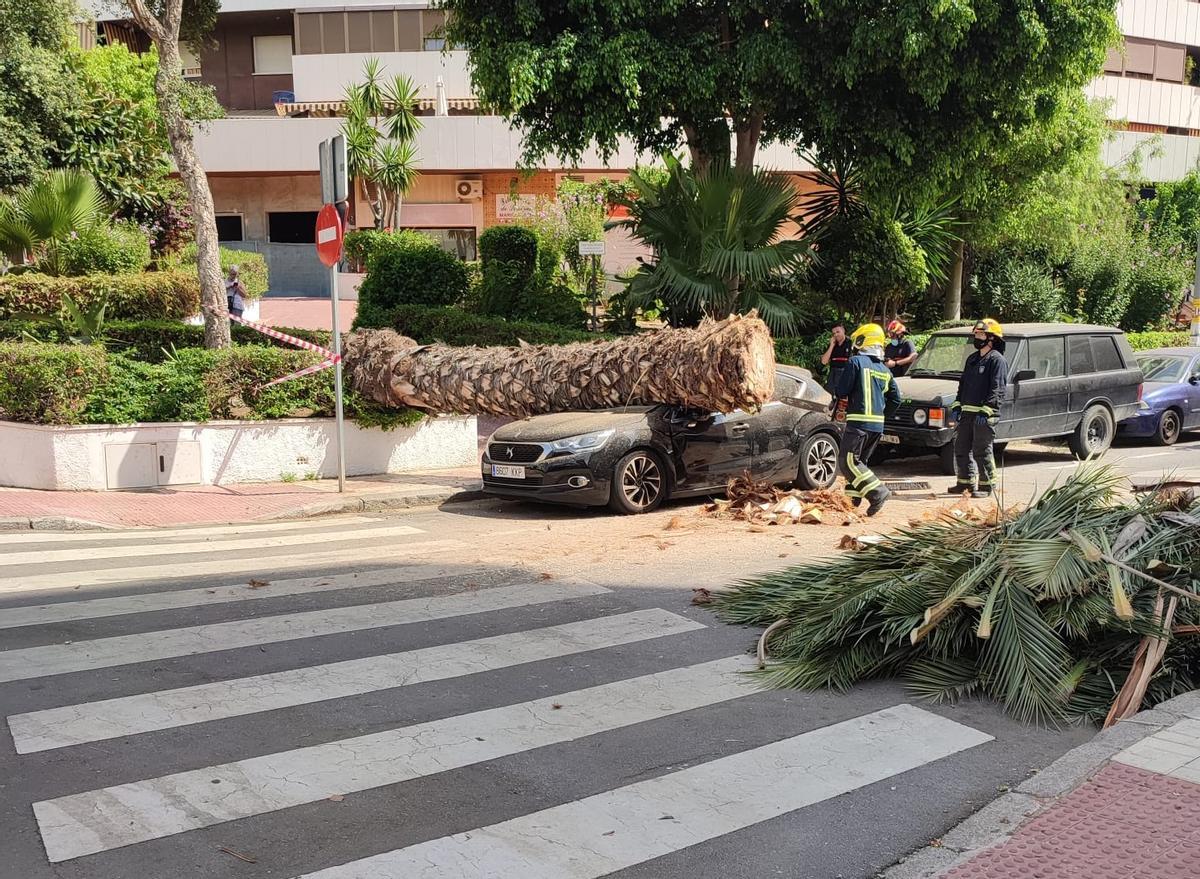 Bomberos retirando la palmera caída en Nueva Málaga.