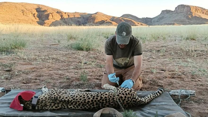 El viaje de Rubén Portas de Galicia a Namibia para salvar guepardos: «La mirada de un león o un leopardo te deja claro que eres su presa, los ojos de un guepardo no»