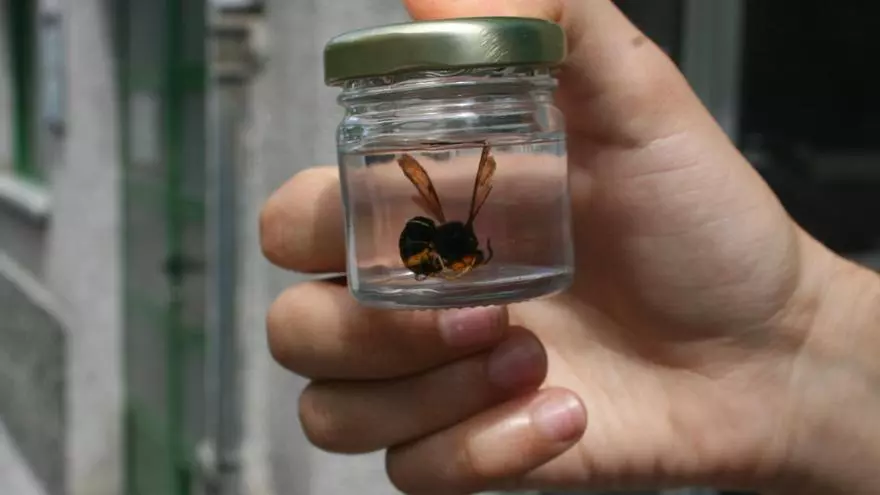 Los bomberos, hartos de atender emergencias de avispa asiática: una de cada cuatro salidas ya tiene que ver con la velutina