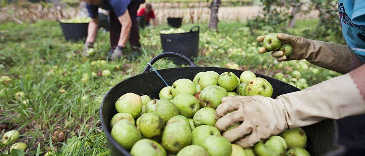 Una campaña anterior de recogida de manzana en A Estrada.