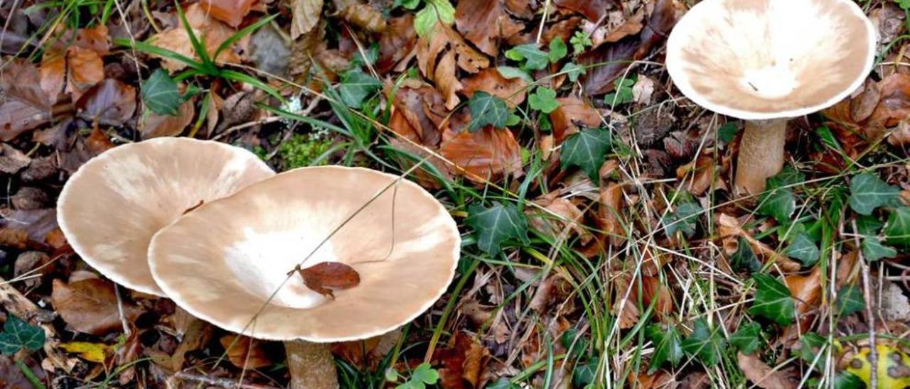 Arriba, algunas de las setas de ayer. Sobre estas líneas, Ana Franco, con sus primeras setas. A la derecha, Eloy Alonso, con el primer boletus del día. Debajo, el grupo camina por el bosque.