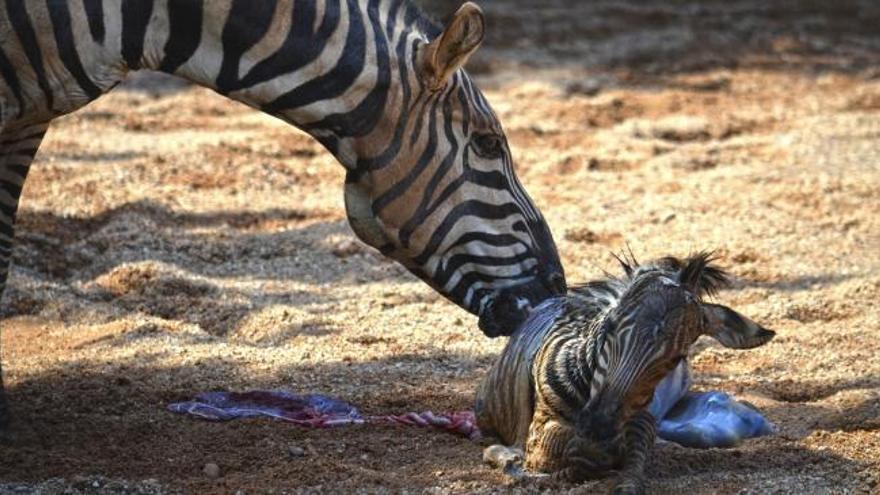 Cuidadores del Bioparc de Valencia logran salvar a una cebra recién nacida de morir ahogada