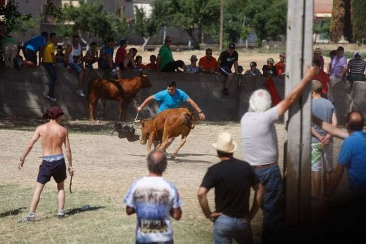 Suelta de vaquillas en las fiestas de La Visitación en Fuentesaúco