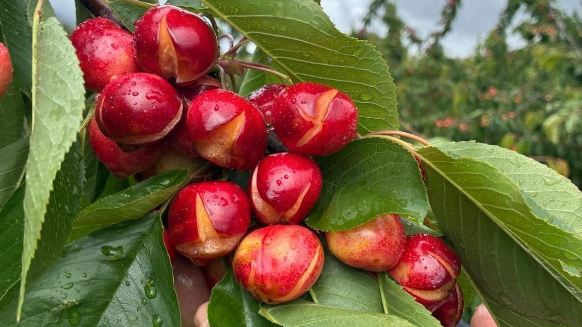 Efectos de las lluvias en el cultivo de la cereza en el norte de Cáceres.