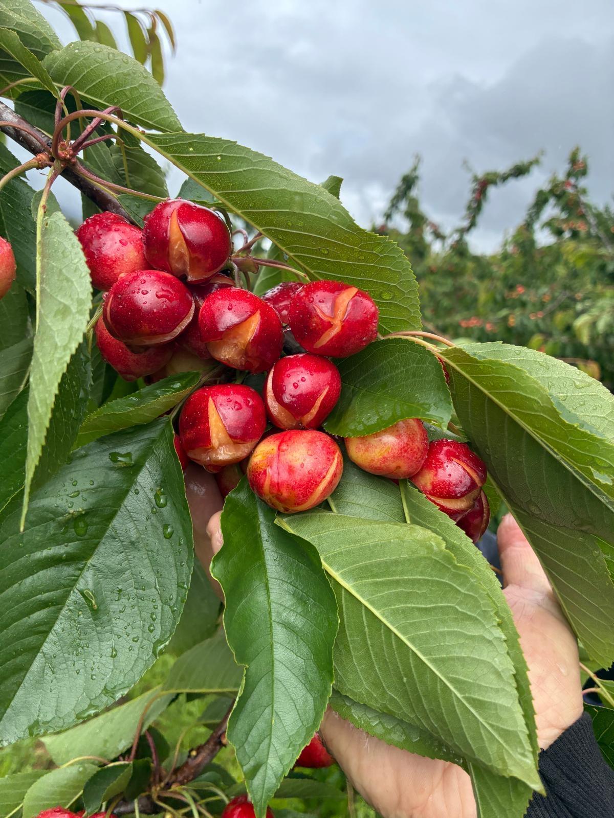 Efectos de las lluvias en el cultivo de la cereza en el norte de Cáceres.