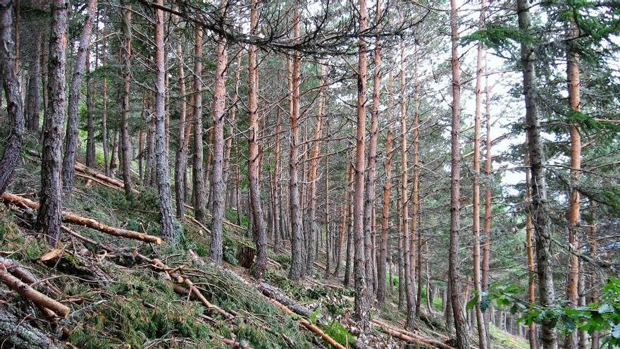 Extracció de fusta en un bosc del Solsonès