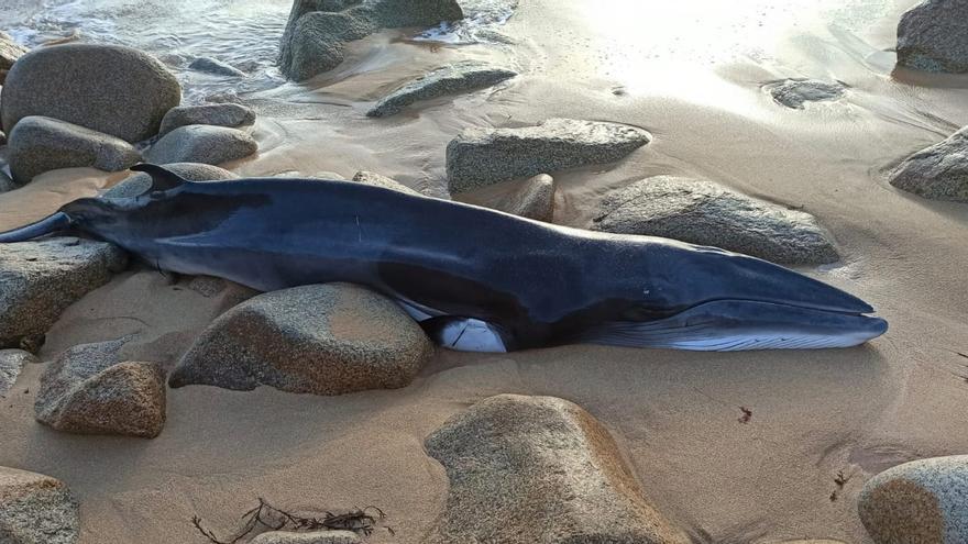 Aparece el cuerpo de una ballena en la playa de Foxos, en Sanxenxo